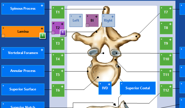 Vertebra Thoracic